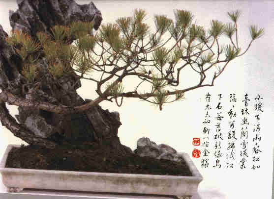 wpe24401.gif (143645 bytes)