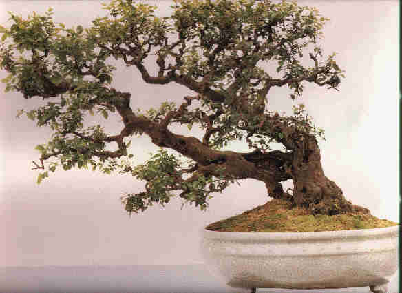 wpe96863.gif (174184 bytes)